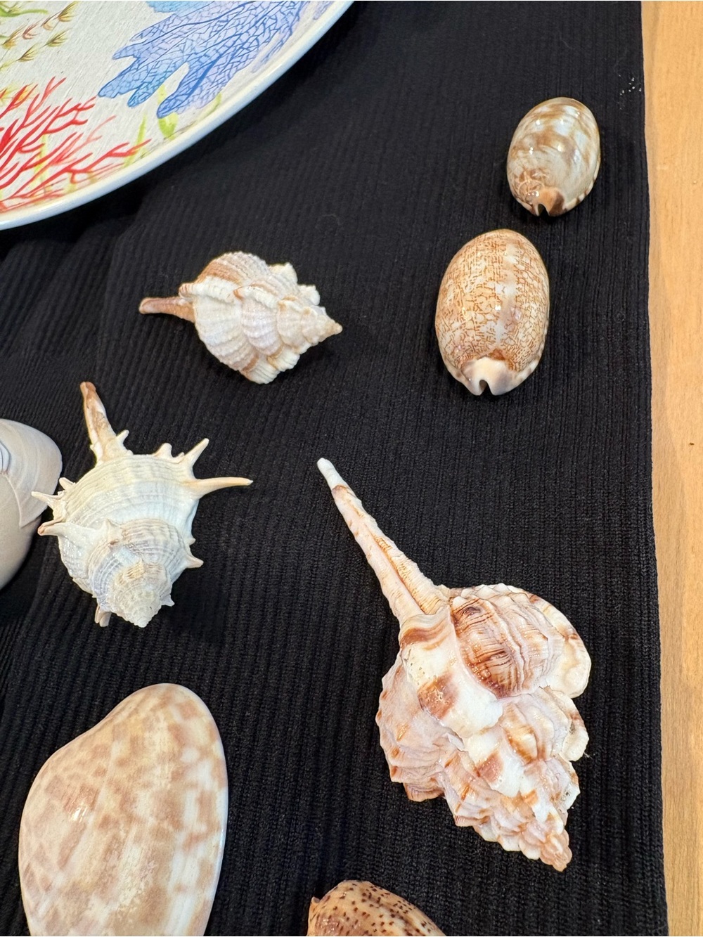 SEASHELLS ~ 🐚 Natural Seashell Collection Lot Set Real Shells! - Picture 3 of 16